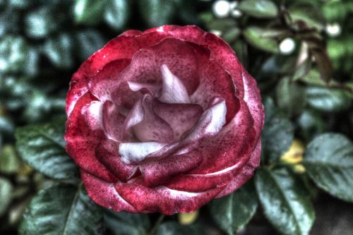 flower hdr plant