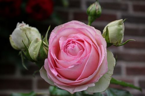 flower rose rose blooms
