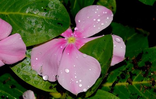 flower rain dew
