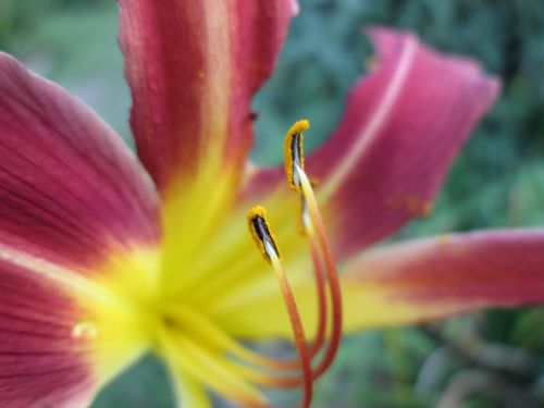 flower pollen red