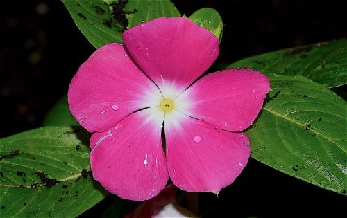 flower rain dew