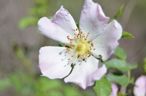 flower close-up color image