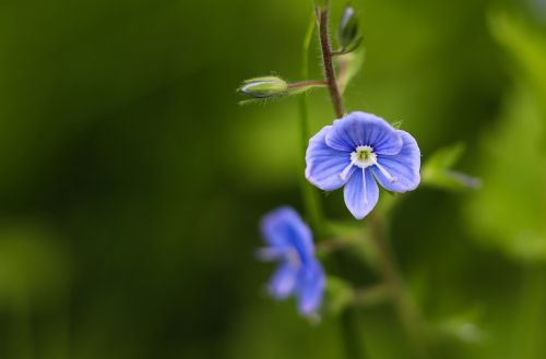 flower blue little