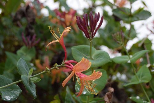 flower honeysuckle garden