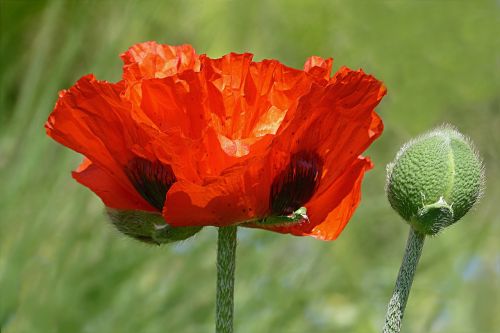 flower poppy poppy flower