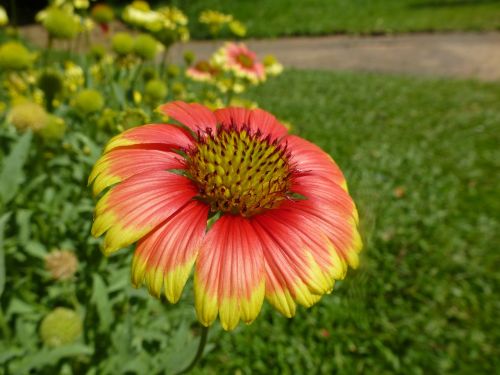 flower red yellow