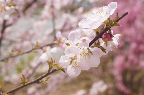 flower scenery plant