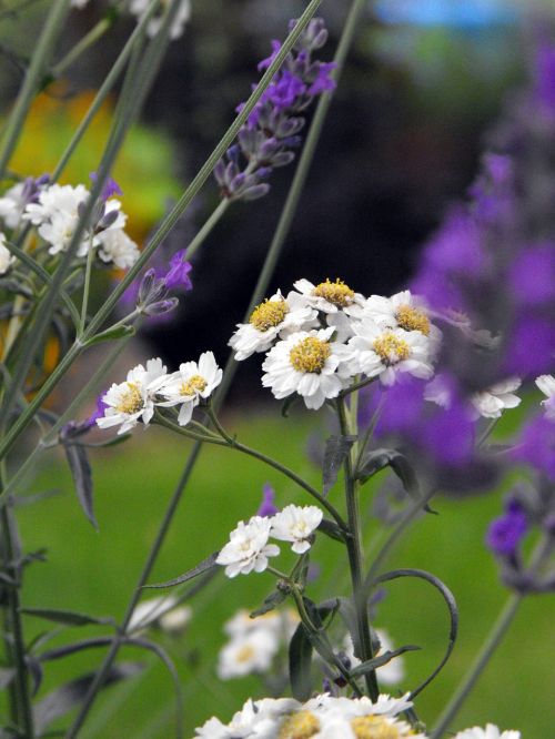 flower plant garden