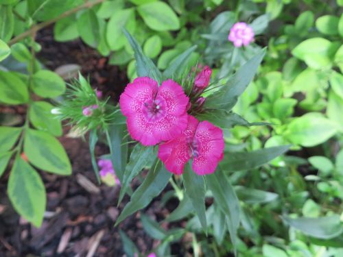 flower nature plant