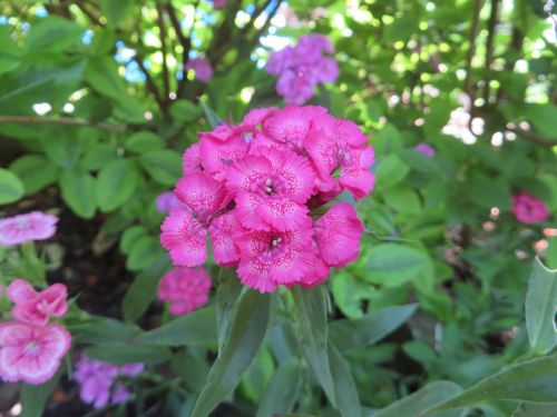 flower nature plant