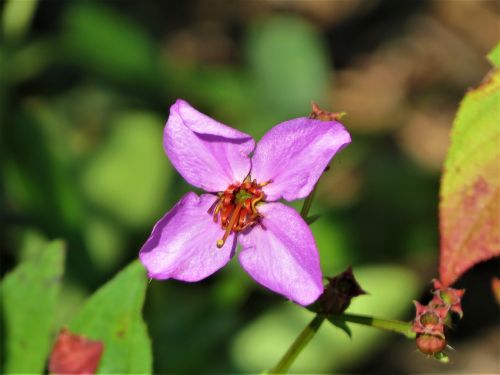 flower pink natural