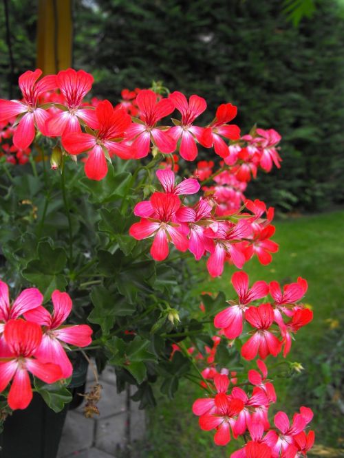 flower flowers red