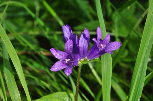 flower purple bloom