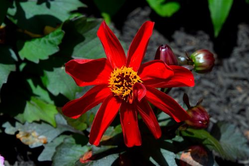 flower red macro