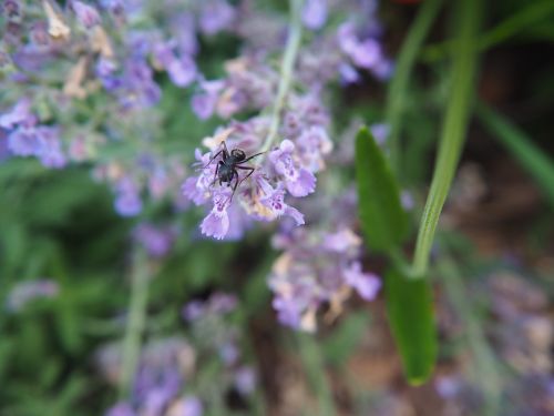 flower ant summer