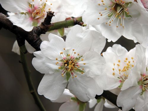 flower almond blossom