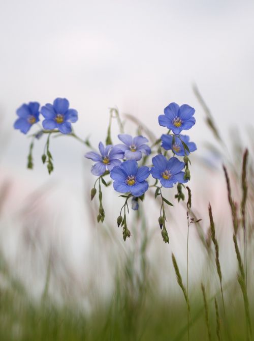 flower blue meadow