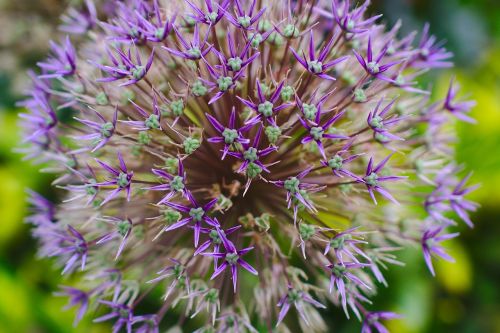 flower macro blossom