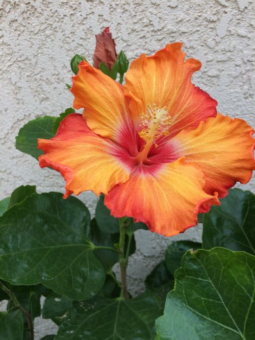 flower hibiscus bloom