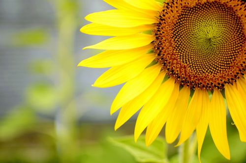 flower sun sunflower