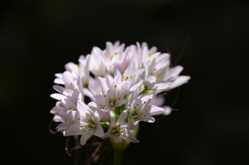 flower white flowers