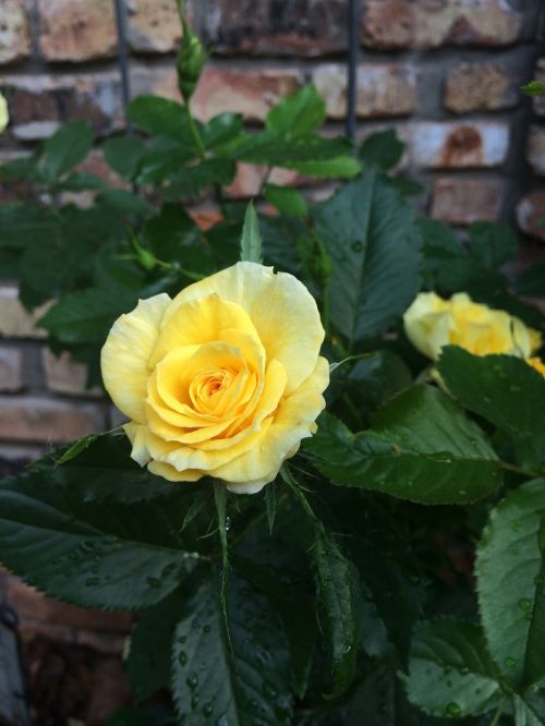 flower rose yellow rose