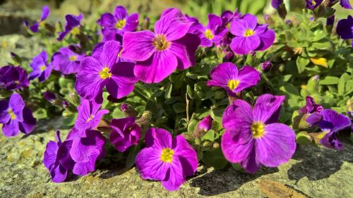 flower garden flora