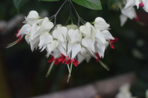 flower white beauty