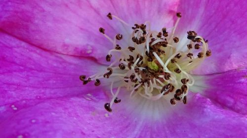 flower seeds mauve