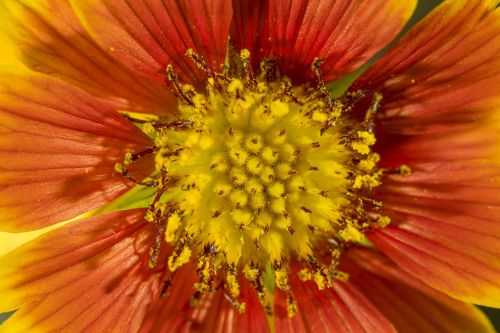 flower macro flowers