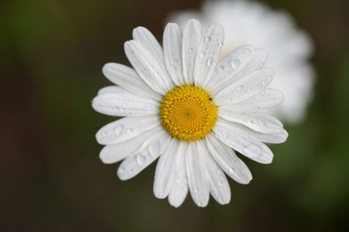 flower drip rain