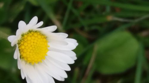 flower daisy blossom