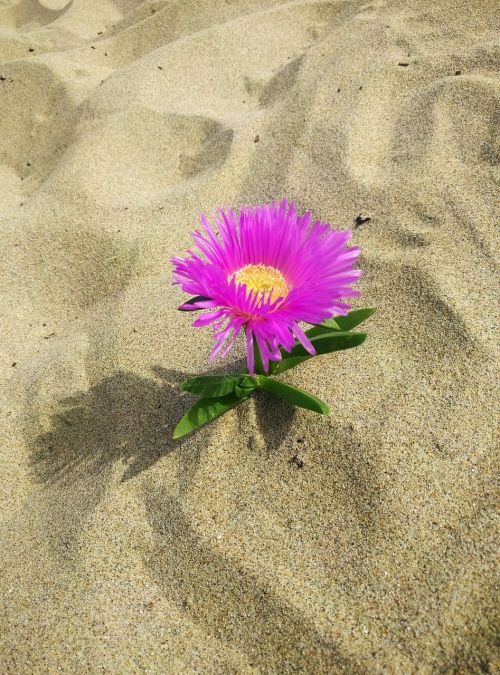 flower sand beach