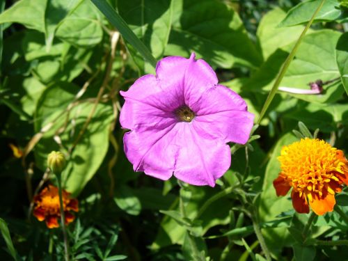 flower tobacco saffron