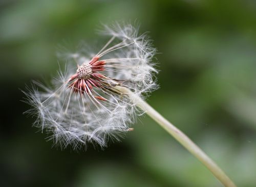 flower plant summer