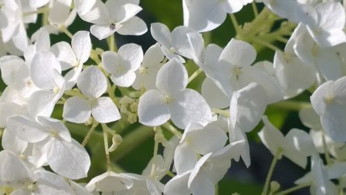 flower white white flowers