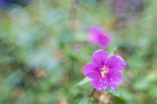 flower purple bloom