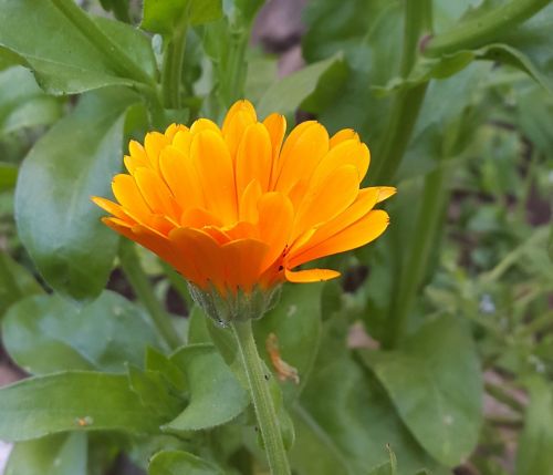 flower garden orange