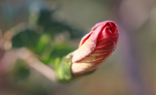 flower rose red rose