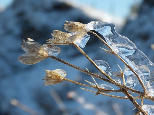 flower ice winter