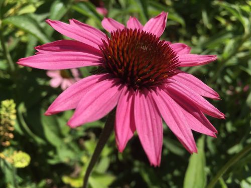 flower plant summer