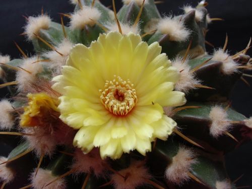 flower cactus flora