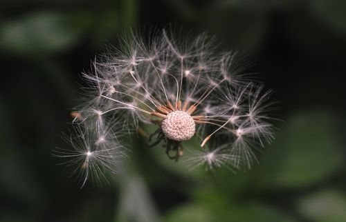 flower dandelion garden