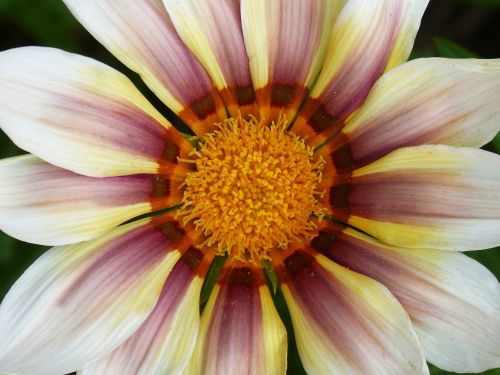 flower petals detail