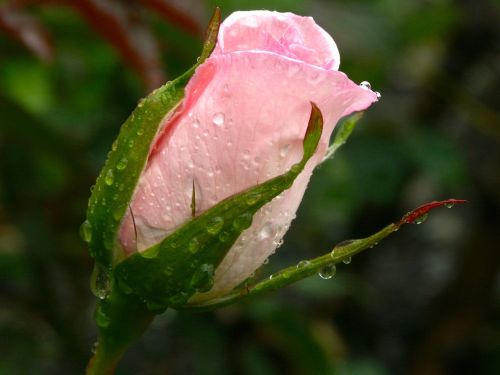 flower rose rain