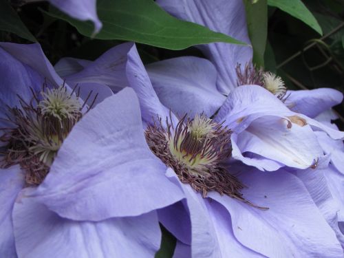 flower purple clematis