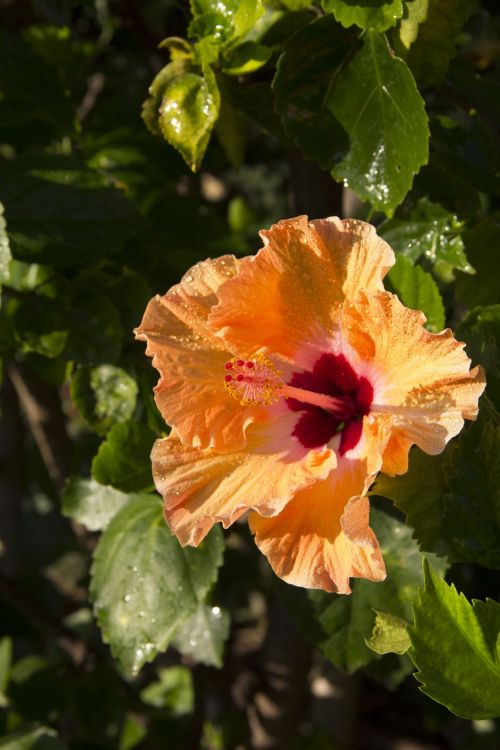 flower yellow hibiscus