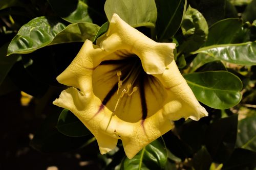flower yellow tree