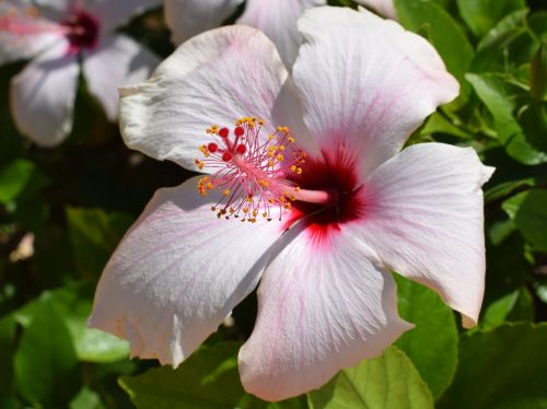 flower nature plant