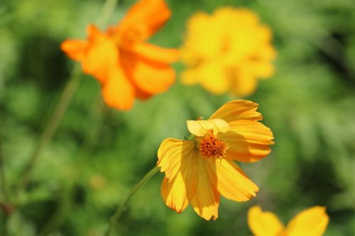 flower yellow marigold